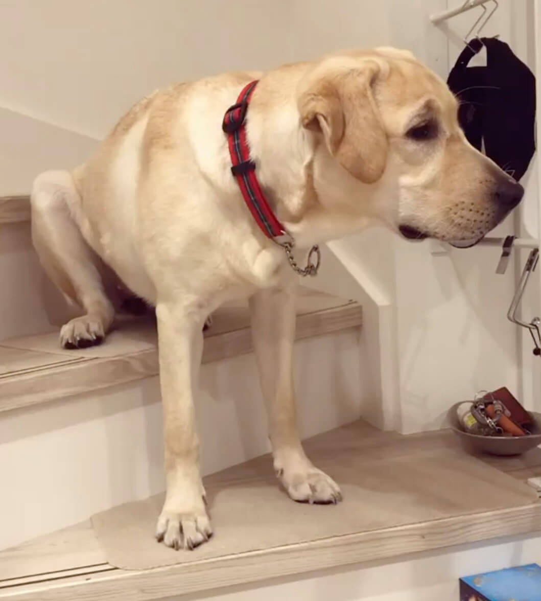 ラブラドールレトリーバー,動画