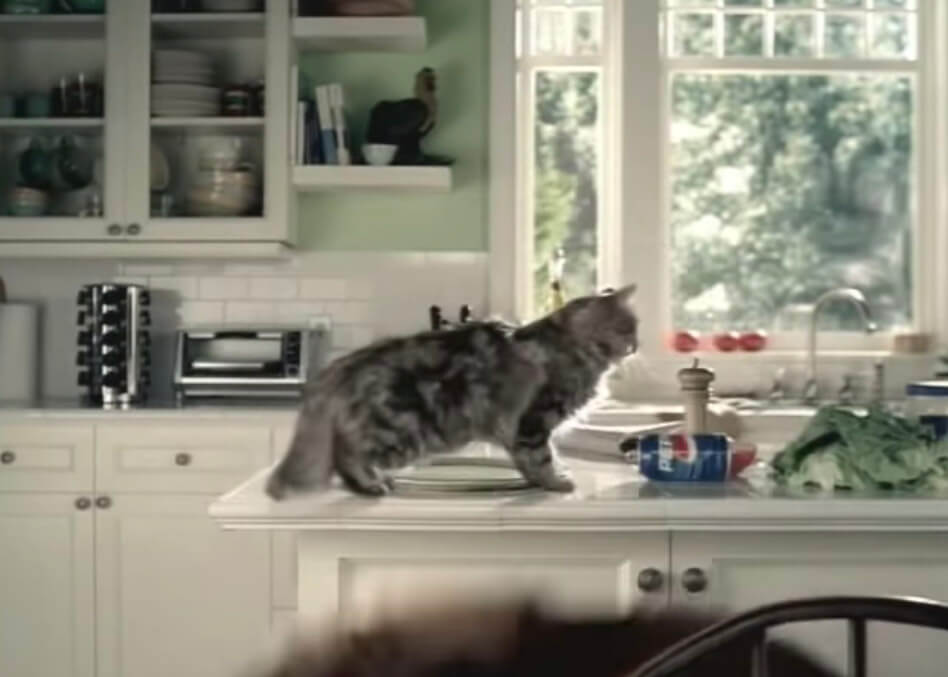 ゴールデンレトリーバー,動画