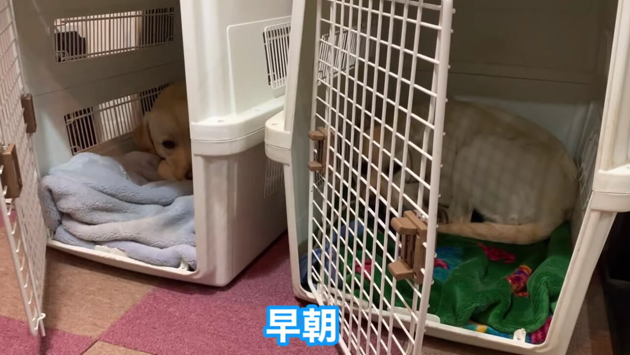 ラブラドールレトリーバー,動画