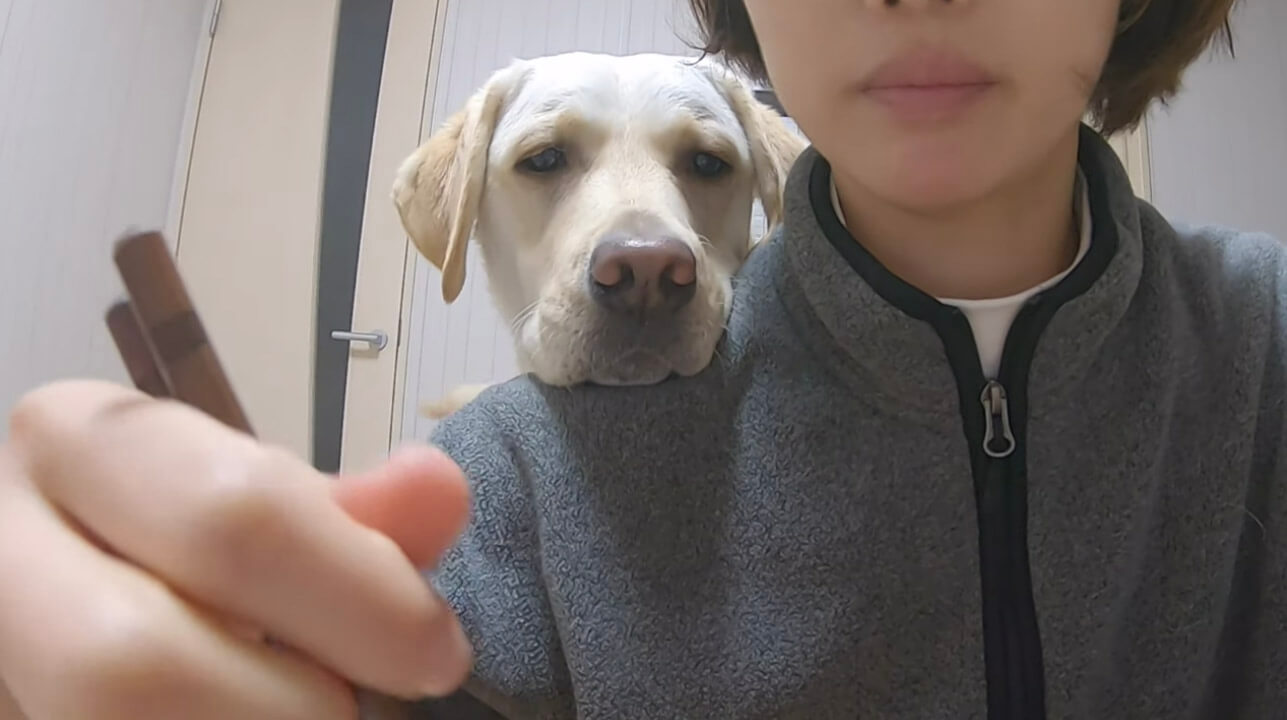 ラブラドールレトリーバー,動画