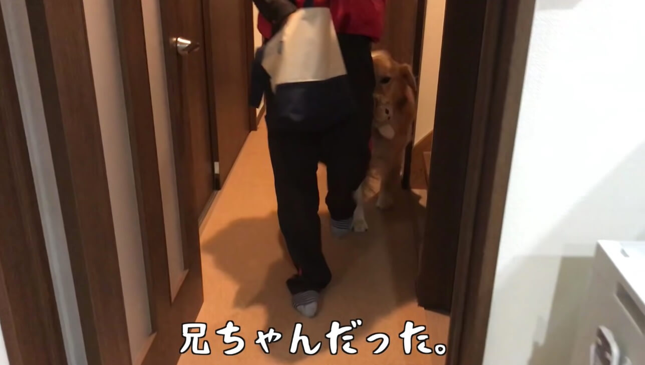 ゴールデンレトリーバー,動画