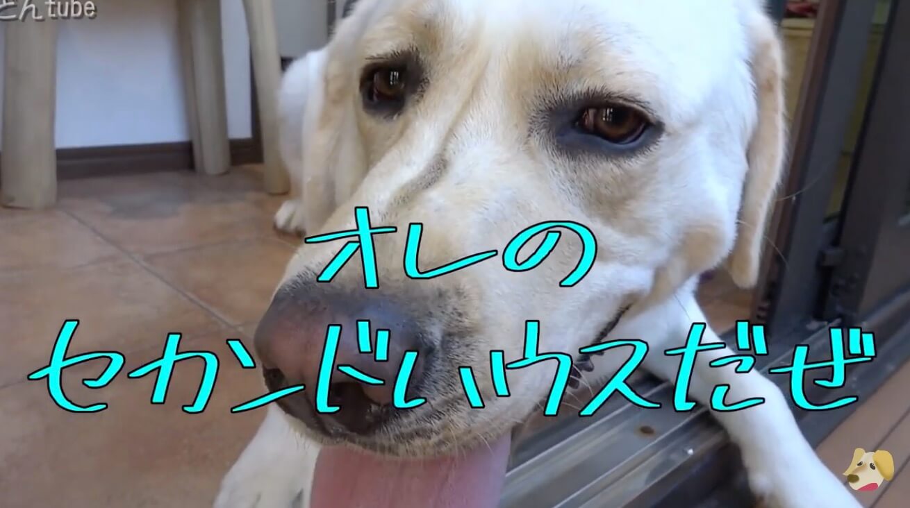 ラブラドールレトリーバー,動画