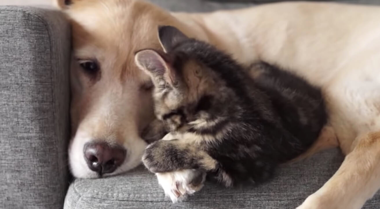 ゴールデンレトリーバー,動画