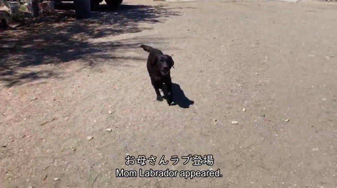 ラブラドールレトリーバー,動画