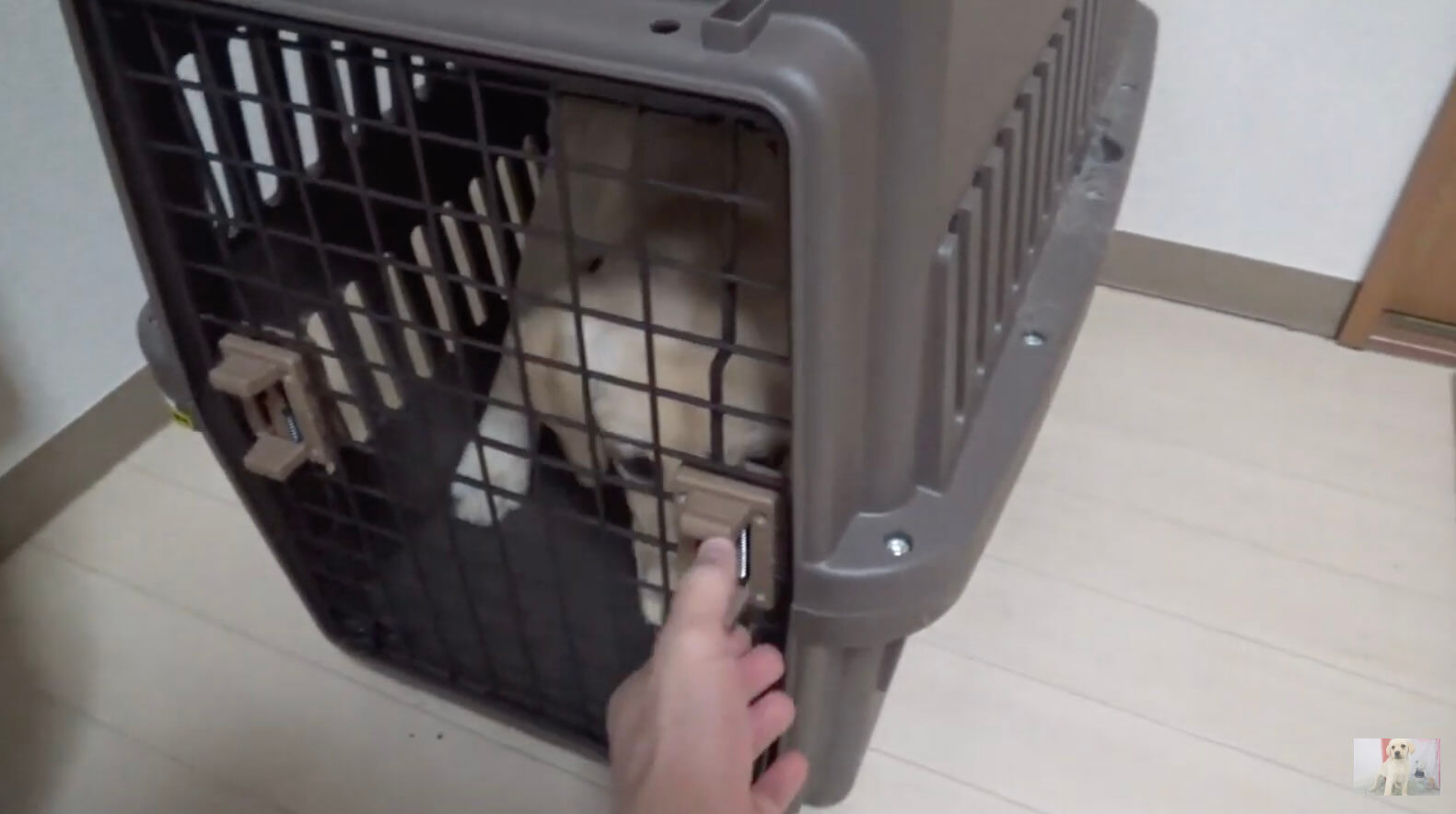 ラブラドールレトリーバー,動画