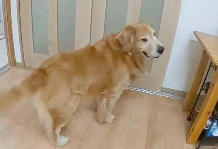 ゴールデンレトリーバー,動画