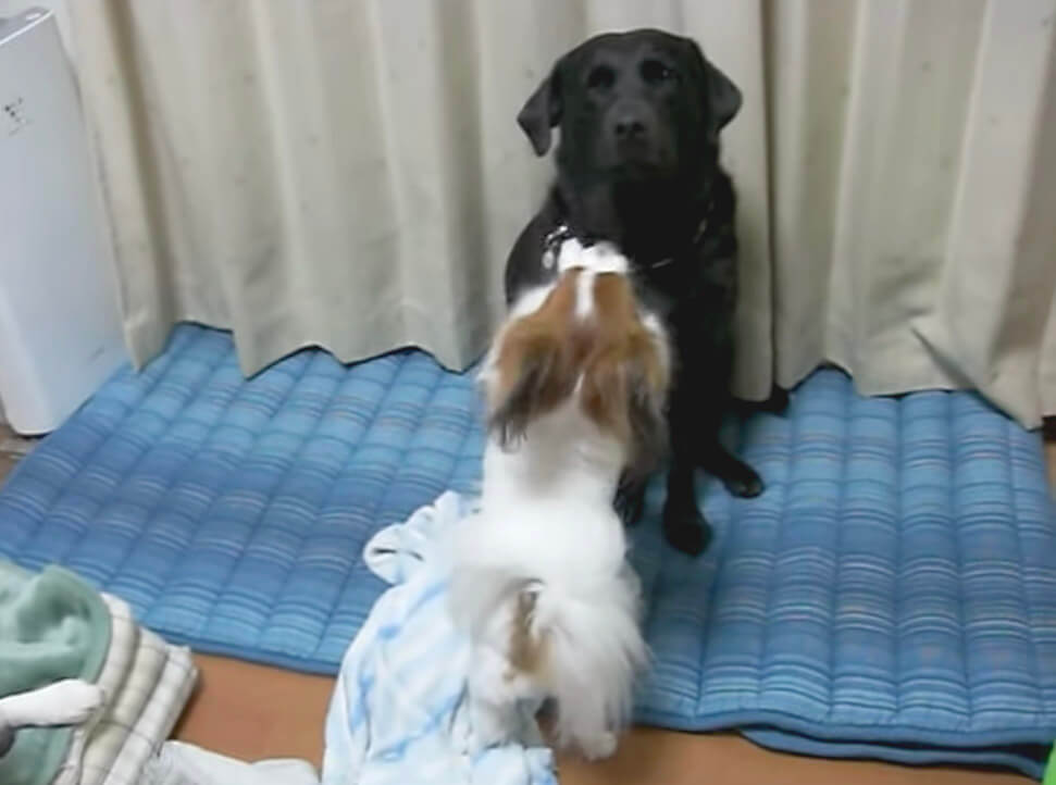 ラブラドールレトリーバー,動画