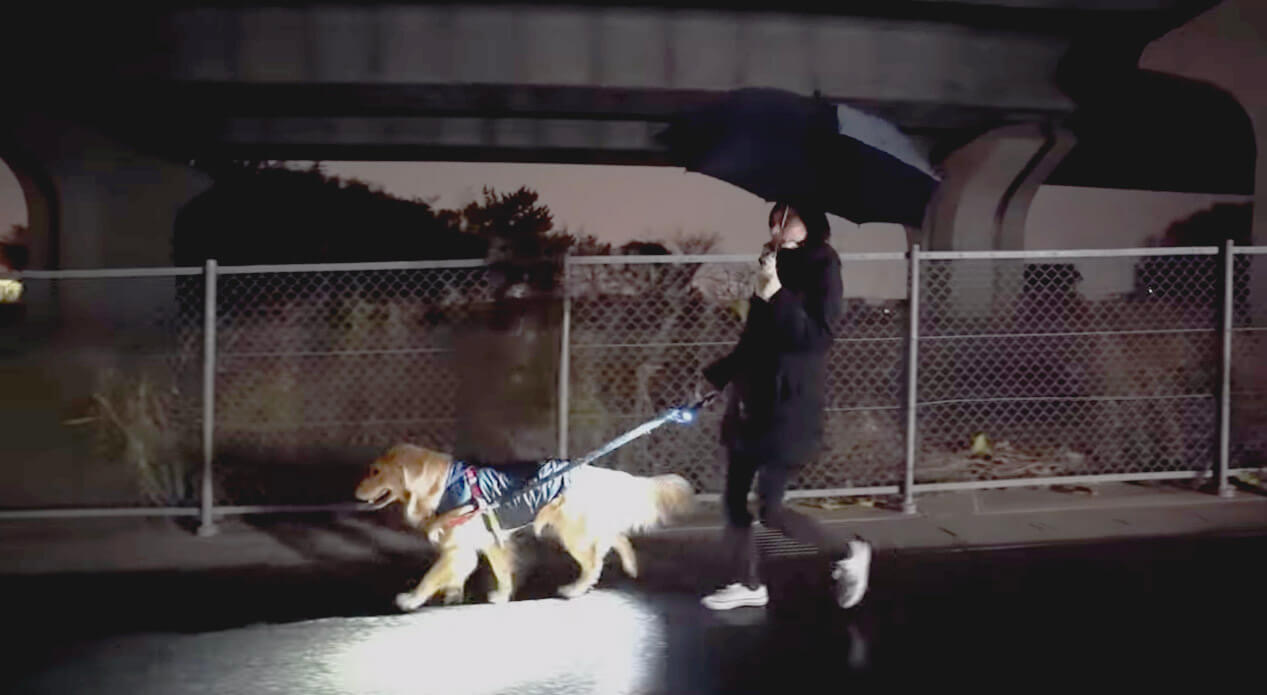 ゴールデンレトリーバー,動画