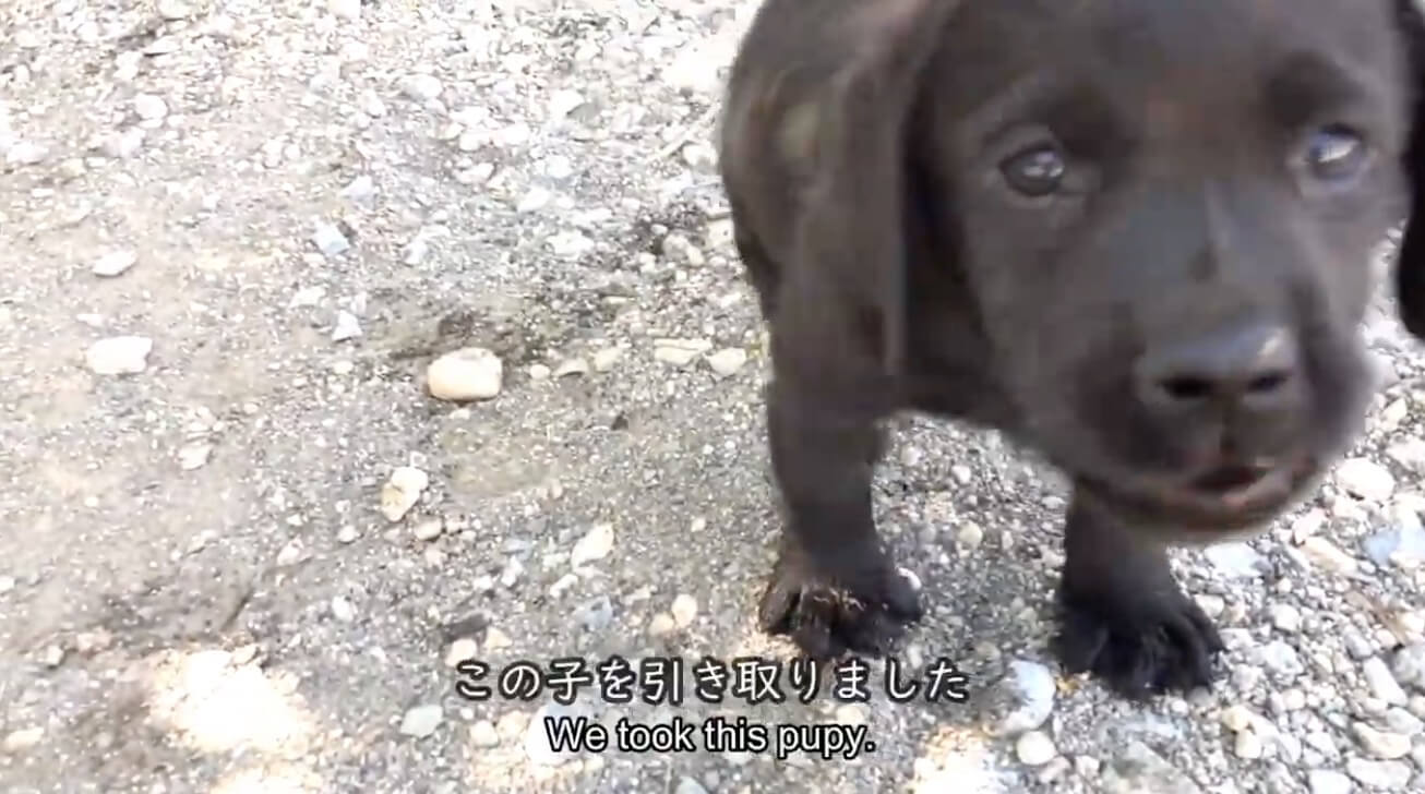 ラブラドールレトリーバー,動画