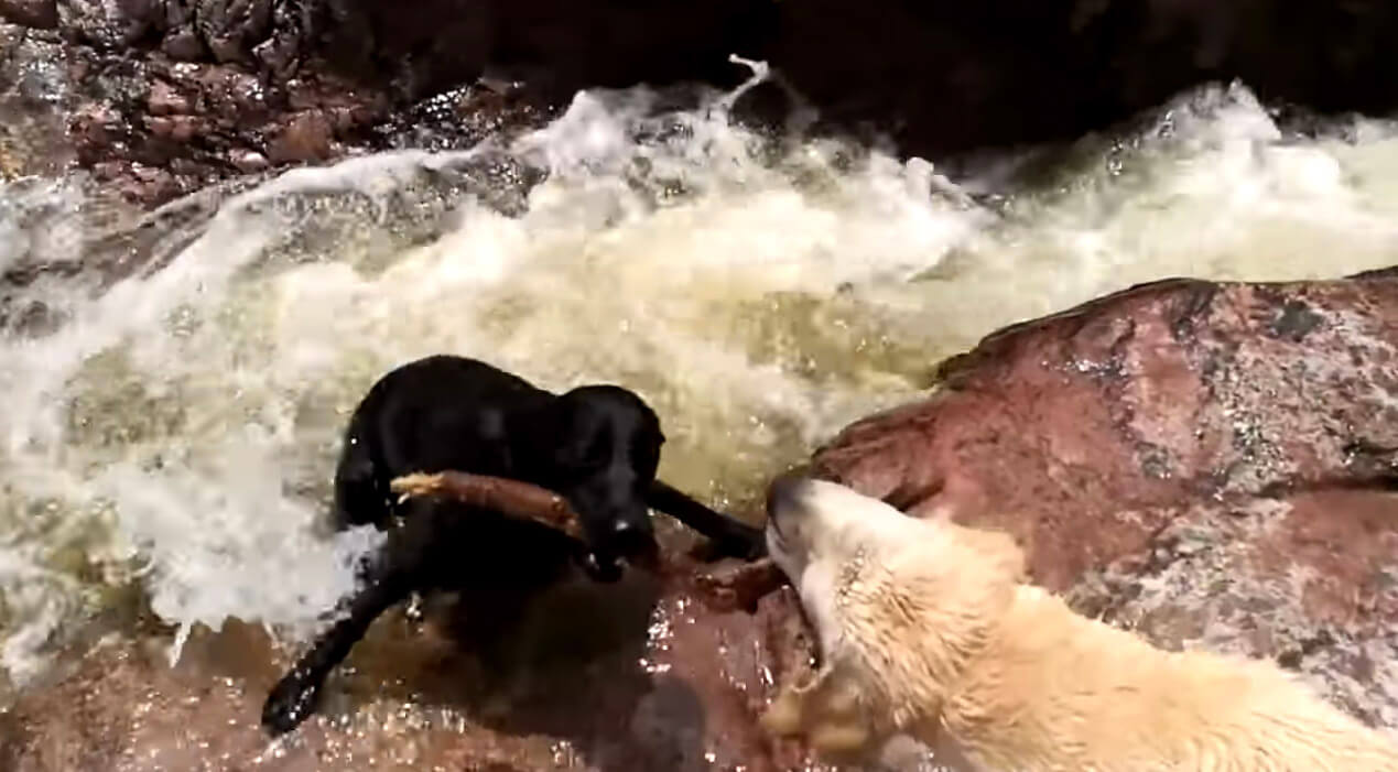 ラブラドールレトリーバー,動画