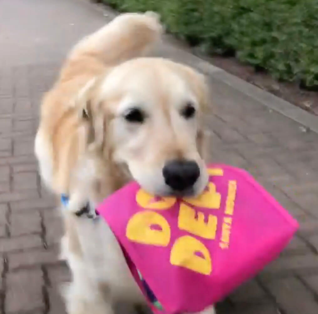 ゴールデンレトリーバー,動画