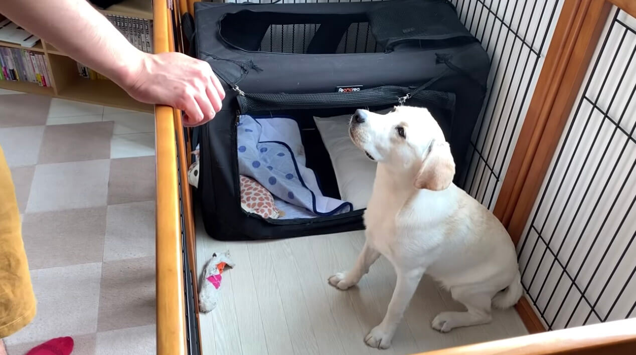 ラブラドールレトリーバー,動画