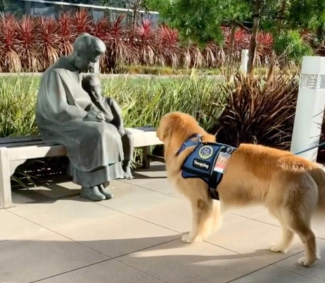 ゴールデンレトリーバー,動画