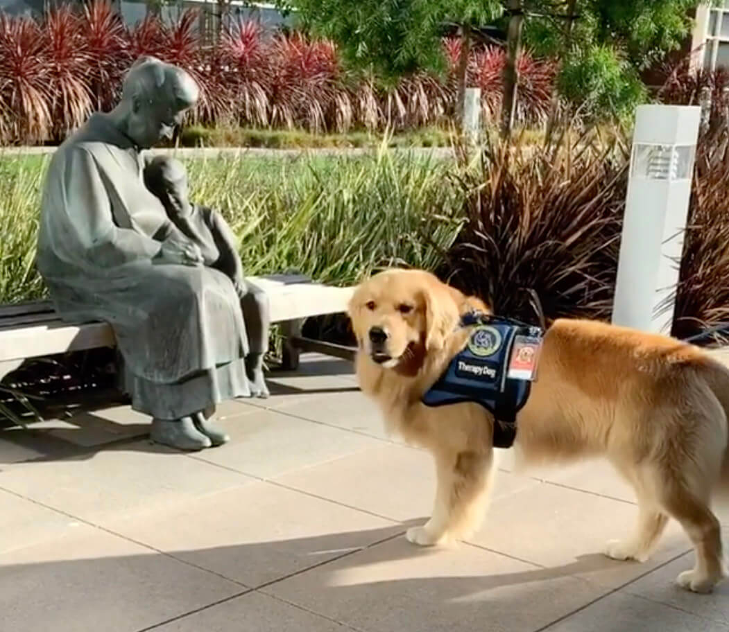 ゴールデンレトリーバー,動画