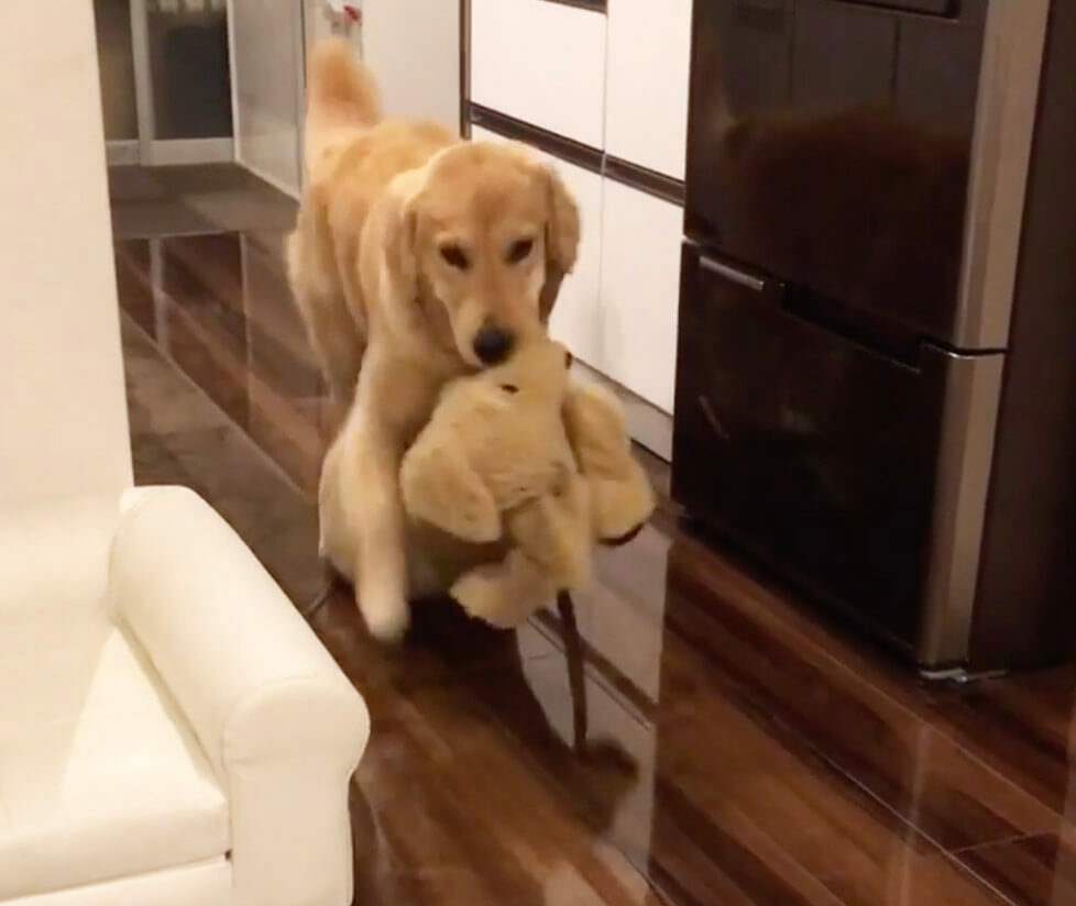 ゴールデンレトリーバー,動画