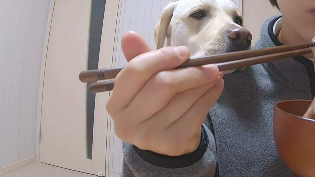 ラブラドールレトリーバー,動画