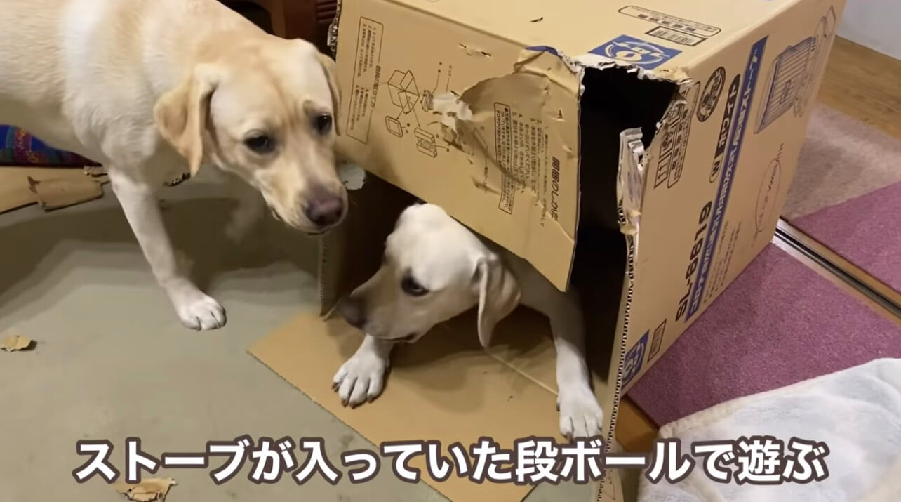 ラブラドールレトリーバー,動画