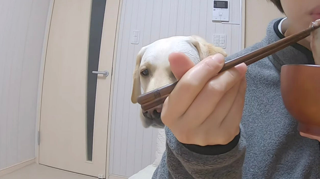 ラブラドールレトリーバー,動画