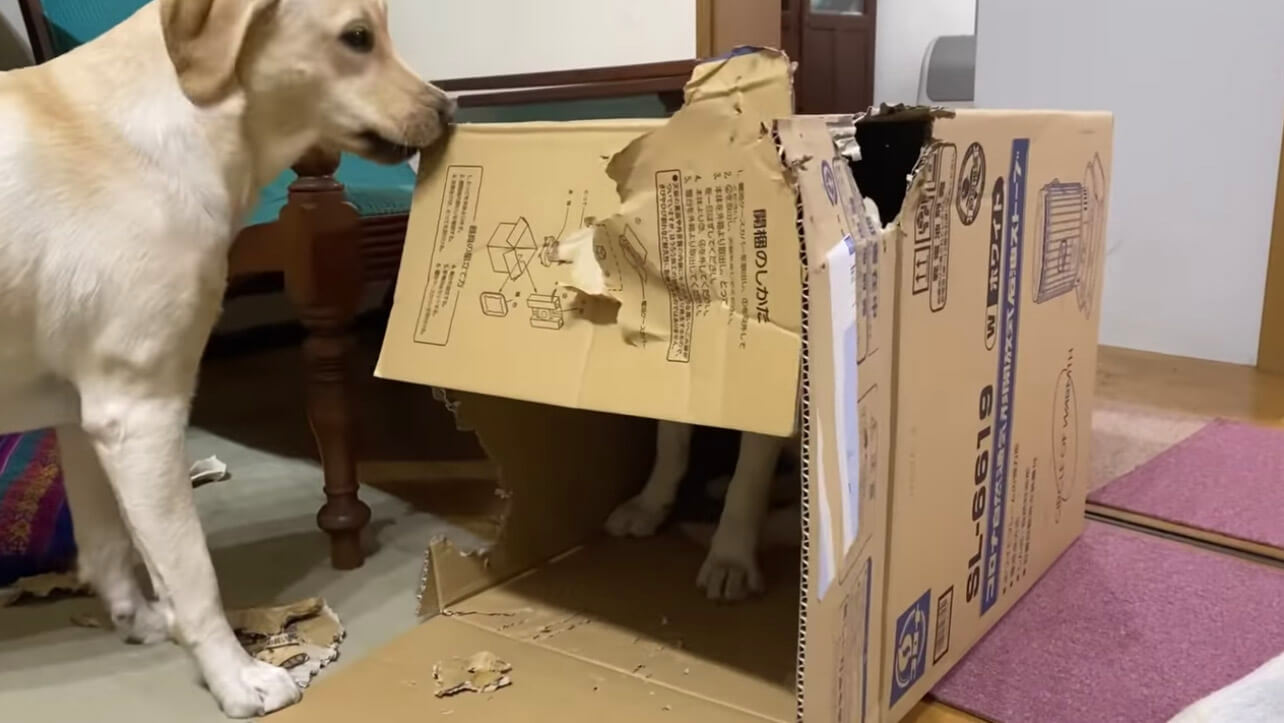 ラブラドールレトリーバー,動画