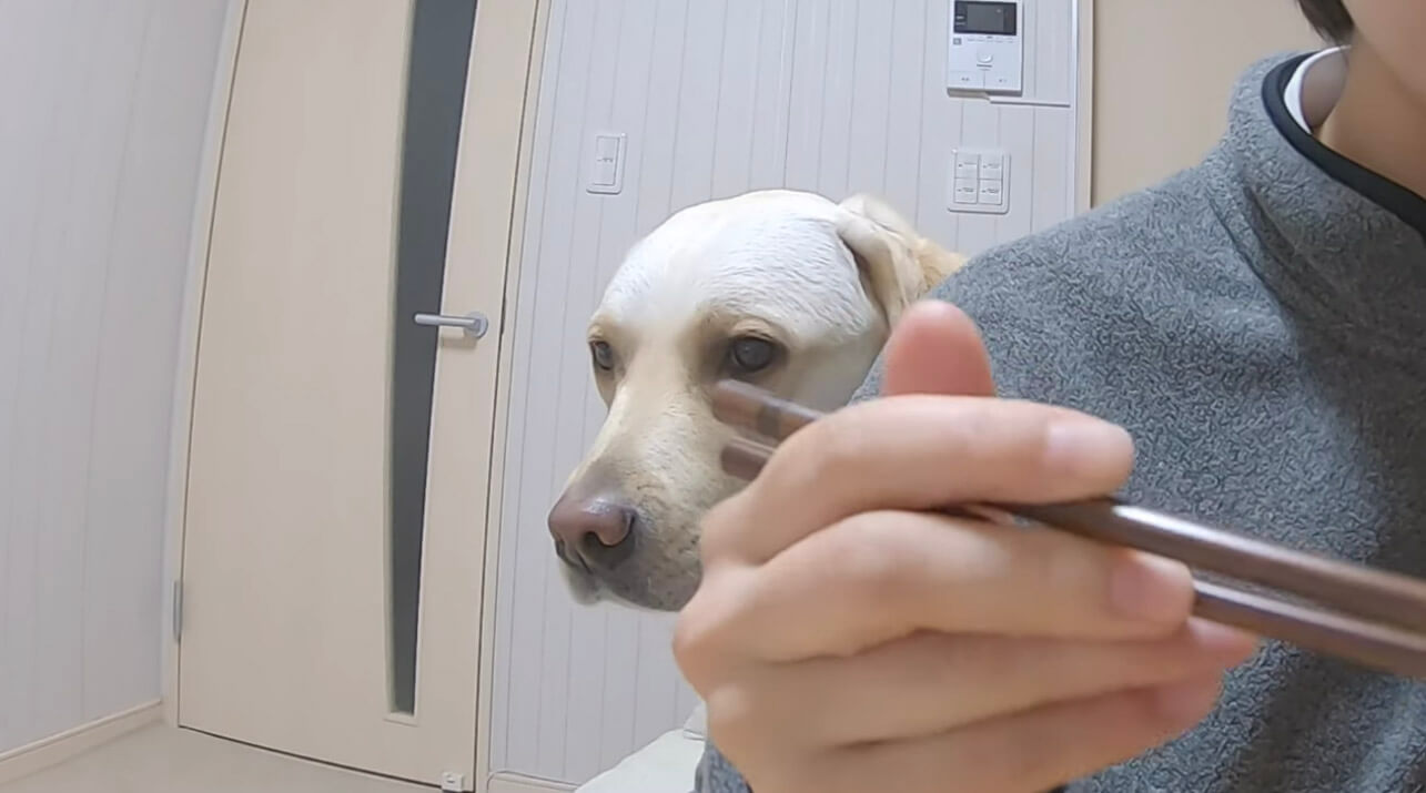 ラブラドールレトリーバー,動画