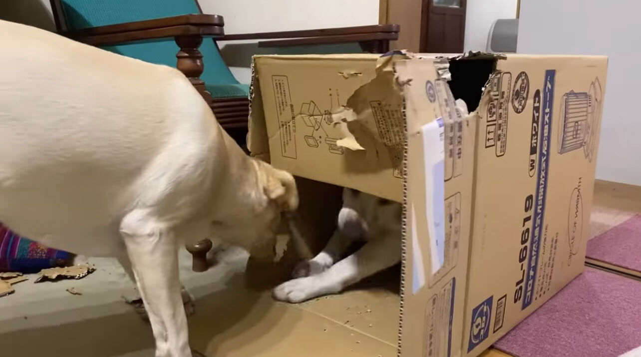 ラブラドールレトリーバー,動画