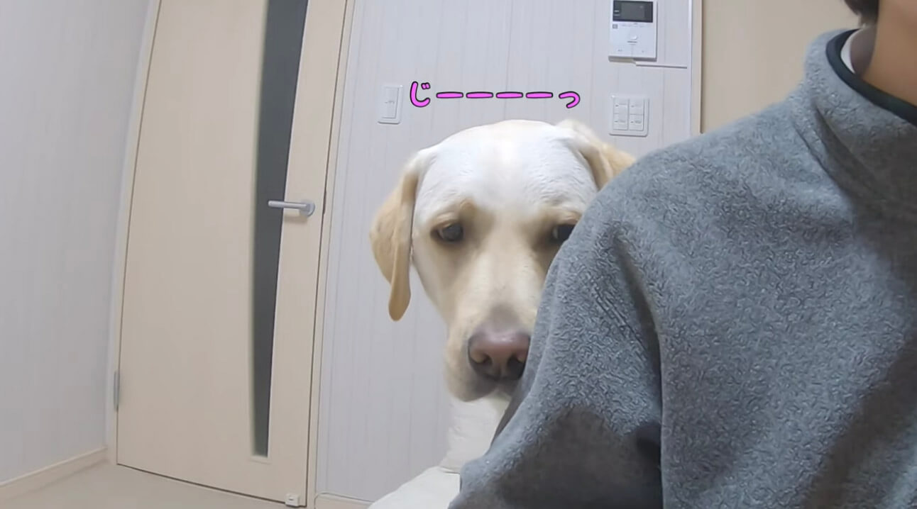 ラブラドールレトリーバー,動画