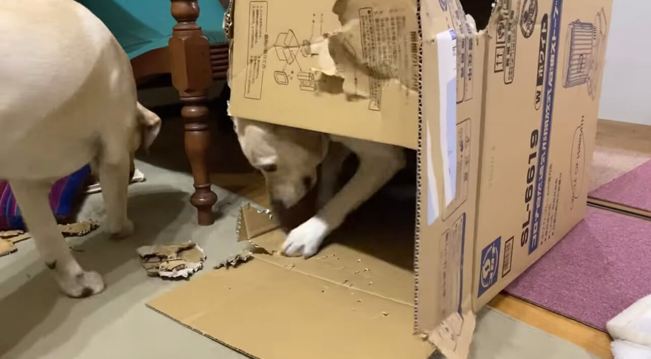 ラブラドールレトリーバー,動画