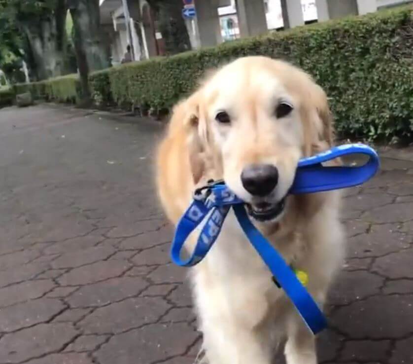 ゴールデンレトリーバー,動画