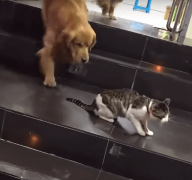 ゴールデンレトリーバー,動画