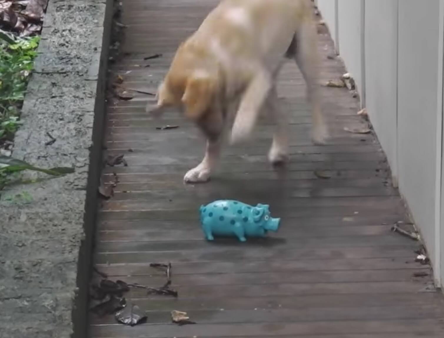 ラブラドールレトリーバー,動画