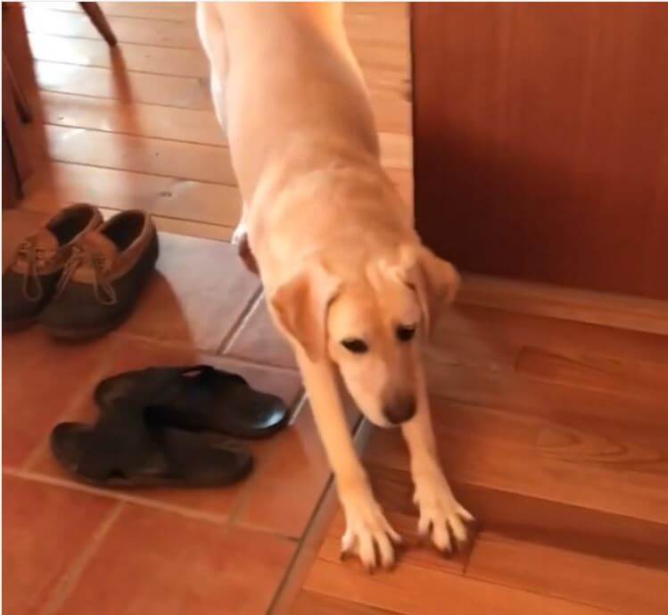 ラブラドールレトリーバー,動画