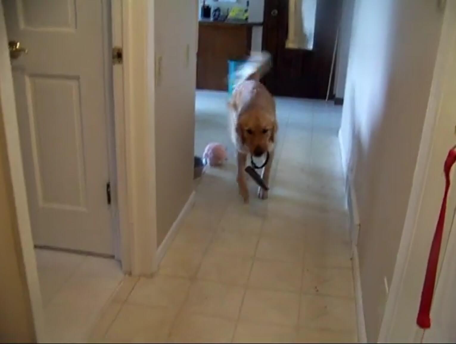 ゴールデンレトリーバー,動画