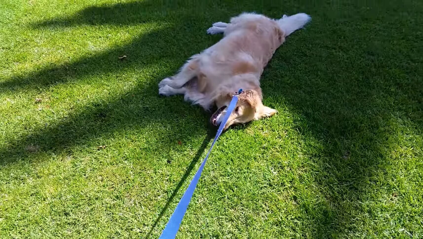 ゴールデンレトリーバー,動画