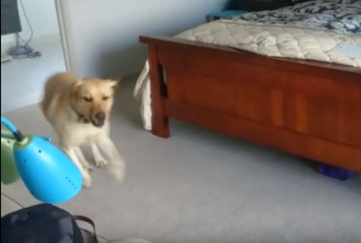 ラブラドールレトリーバー,動画