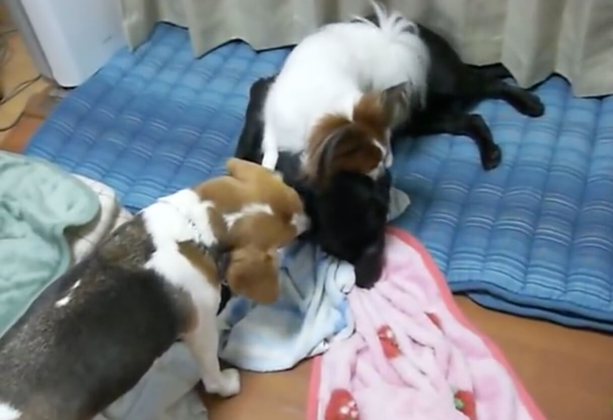 ラブラドールレトリーバー,動画