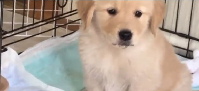 ゴールデンレトリーバー,動画