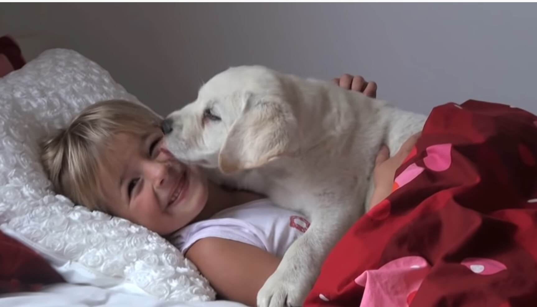 ラブラドールレトリーバー,動画