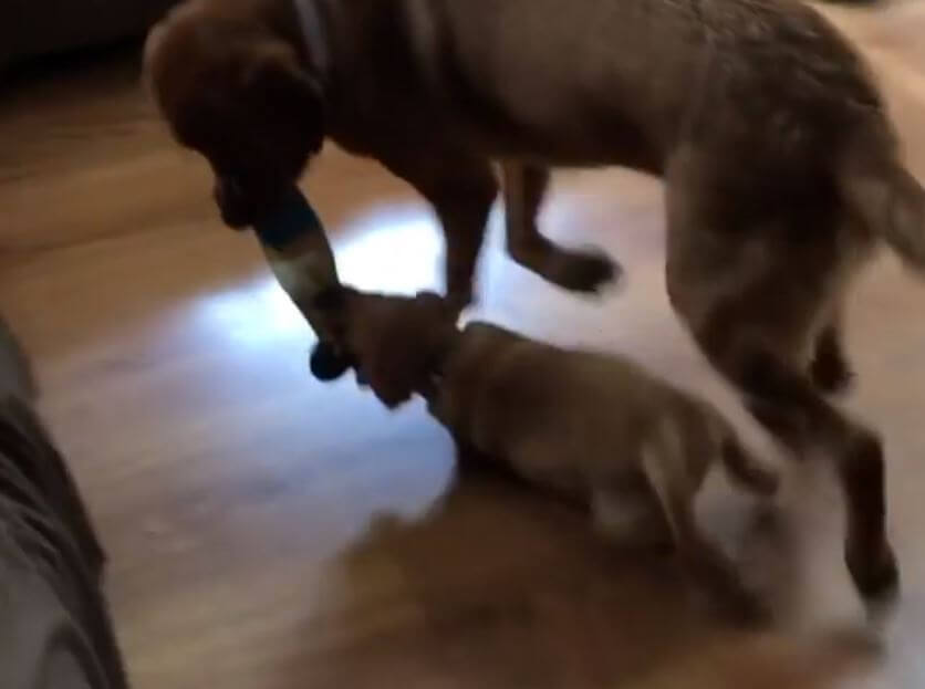 ラブラドールレトリーバー,動画