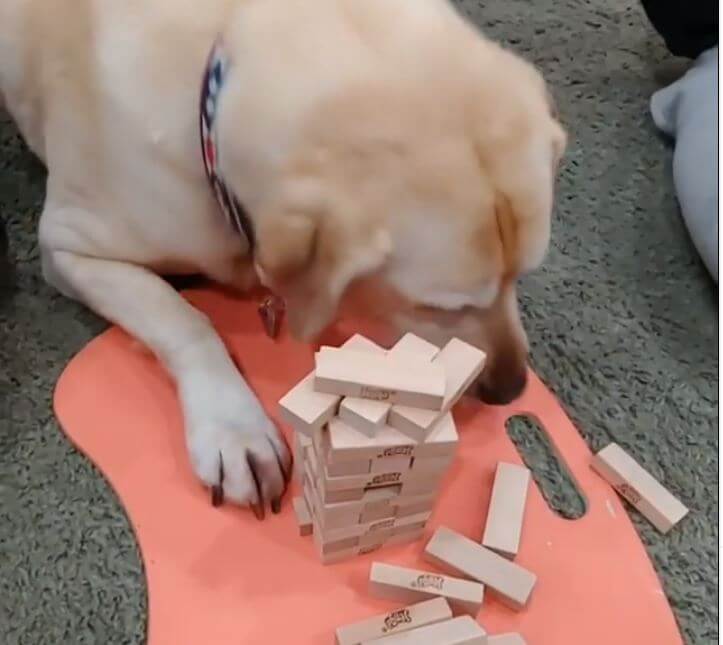 ラブラドールレトリーバー,動画