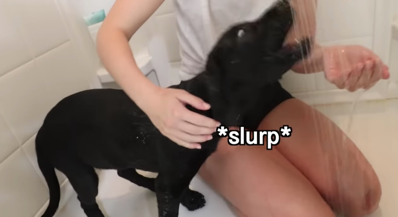 ラブラドールレトリーバー,動画