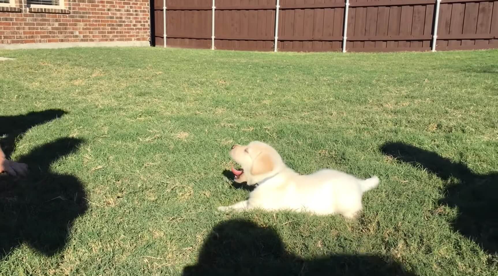 ラブラドールレトリーバー,動画