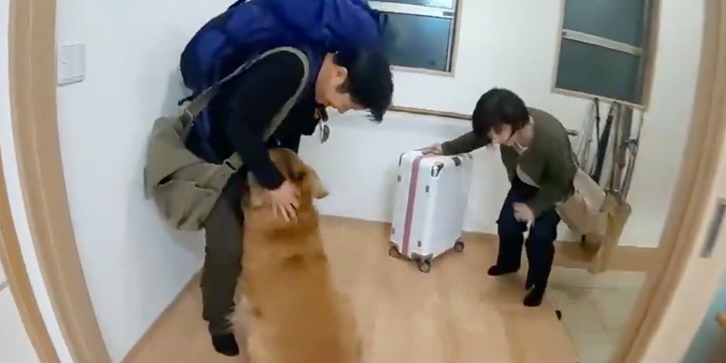 ゴールデンレトリーバー,動画