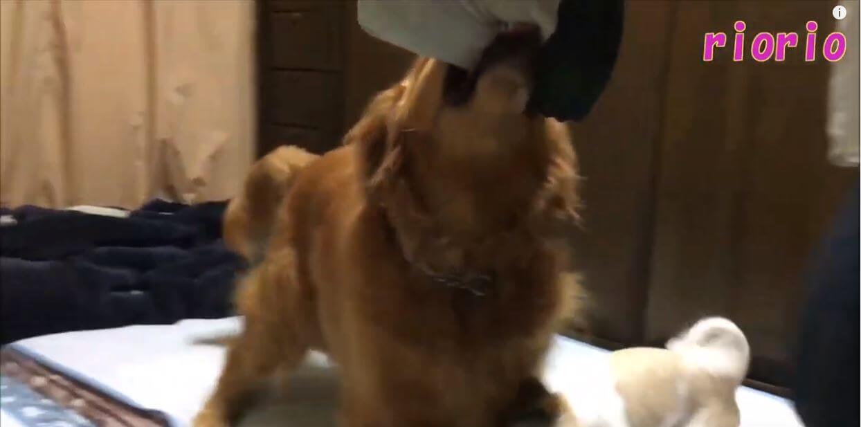 ゴールデンレトリーバー,動画