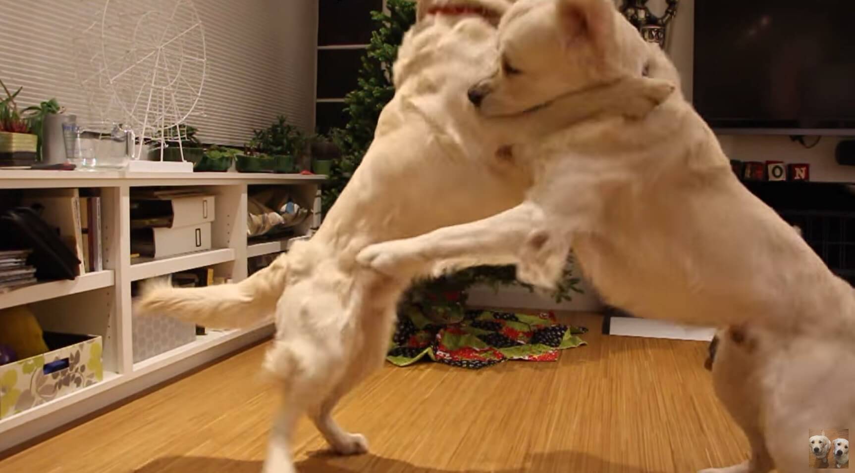 ゴールデンレトリーバー,動画