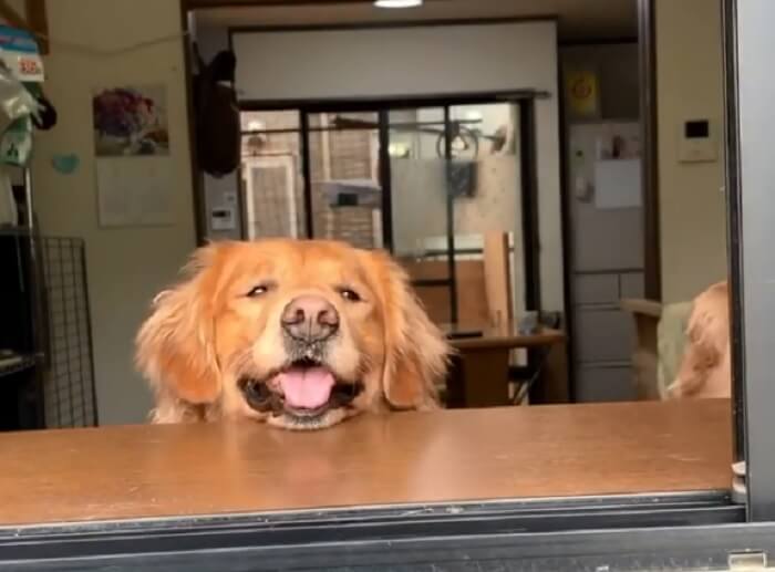 ゴールデンレトリーバー,動画