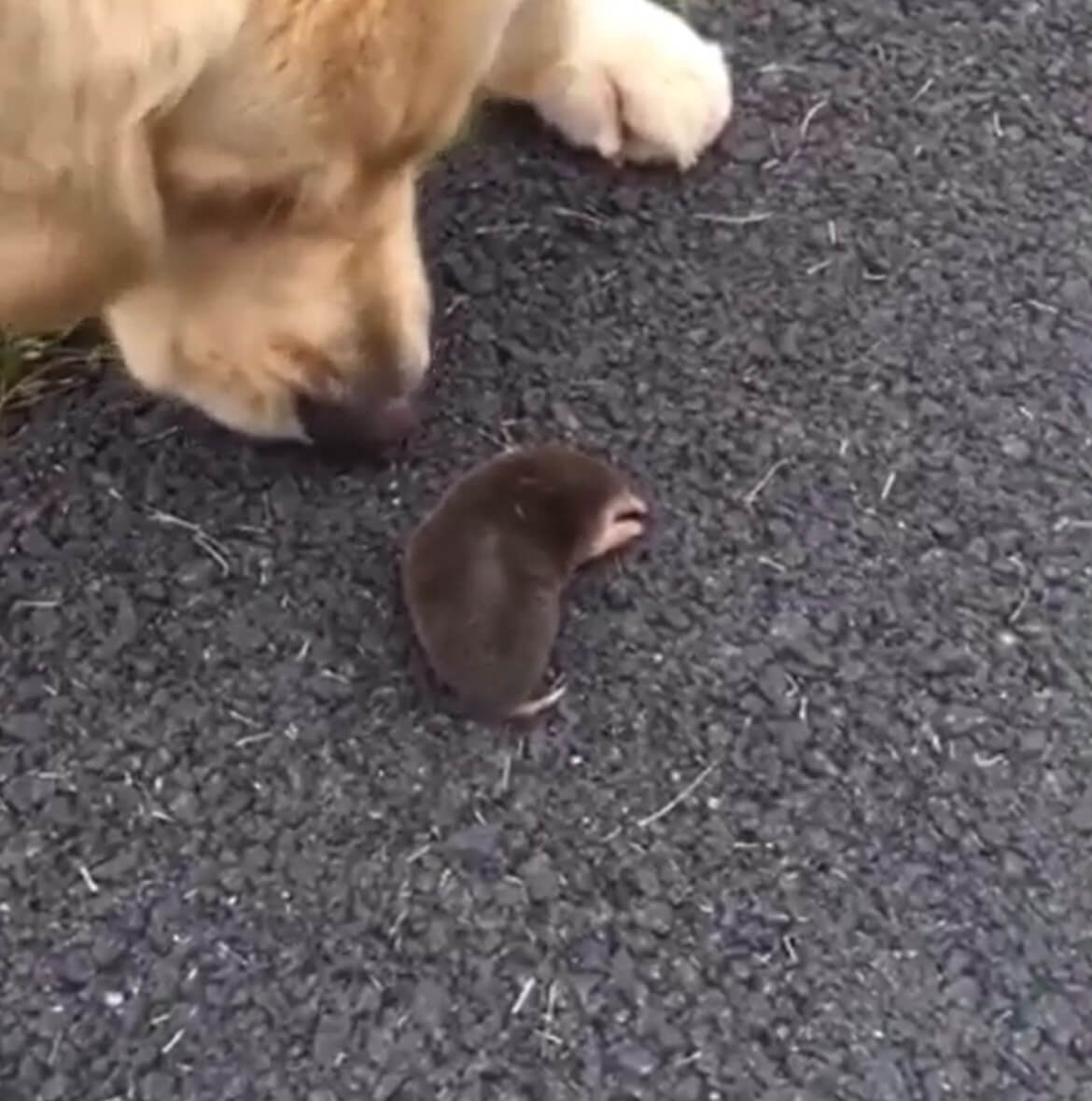 ゴールデンレトリーバー,動画