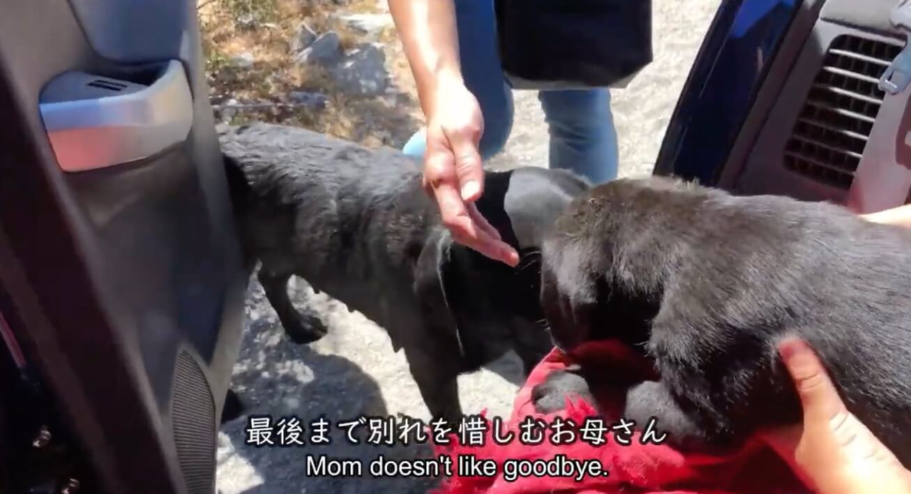 ラブラドールレトリーバー,動画