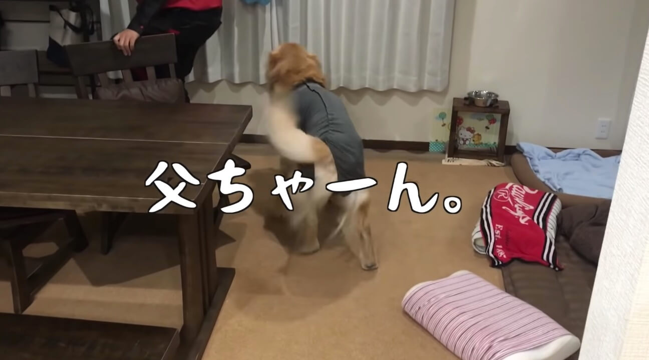 ゴールデンレトリーバー,動画