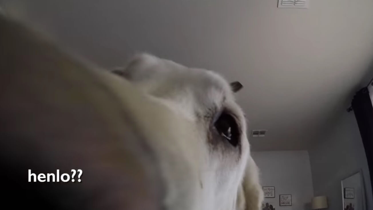 ラブラドールレトリーバー,動画