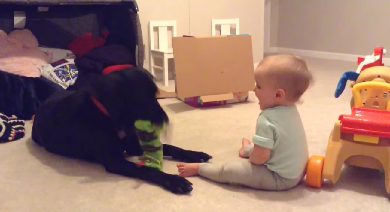 ラブラドールレトリーバー,動画